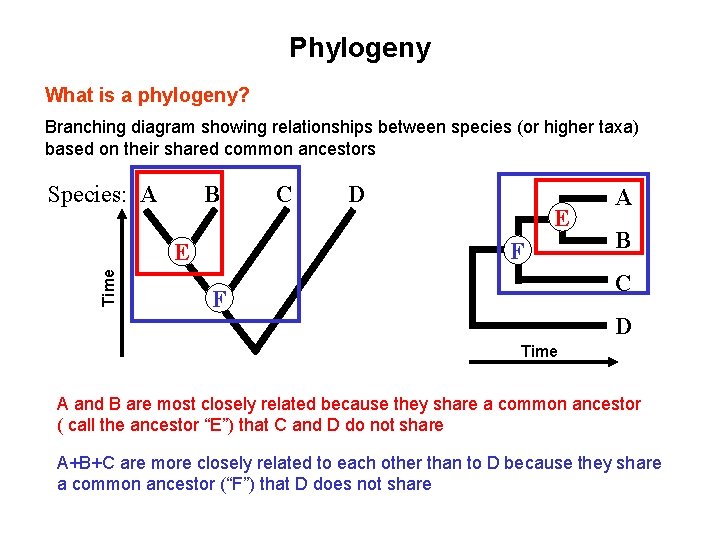 Phylogeny What is a phylogeny? Branching diagram showing relationships between species (or higher taxa)