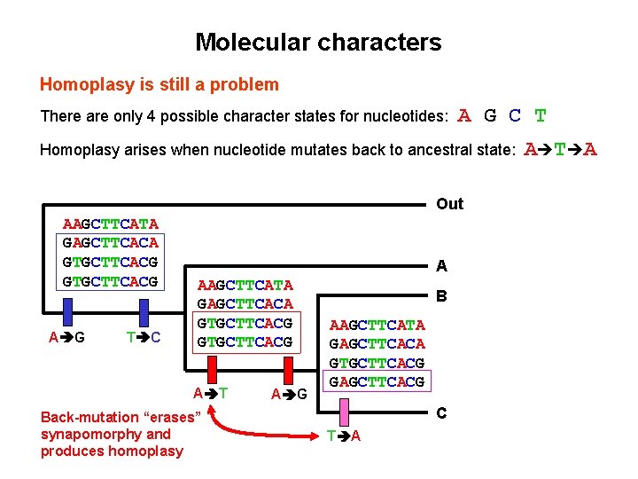 Molecular characters Homoplasy is still a problem There are only 4 possible character states