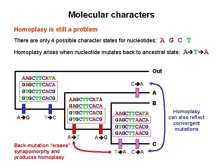 Molecular characters Homoplasy is still a problem There are only 4 possible character states