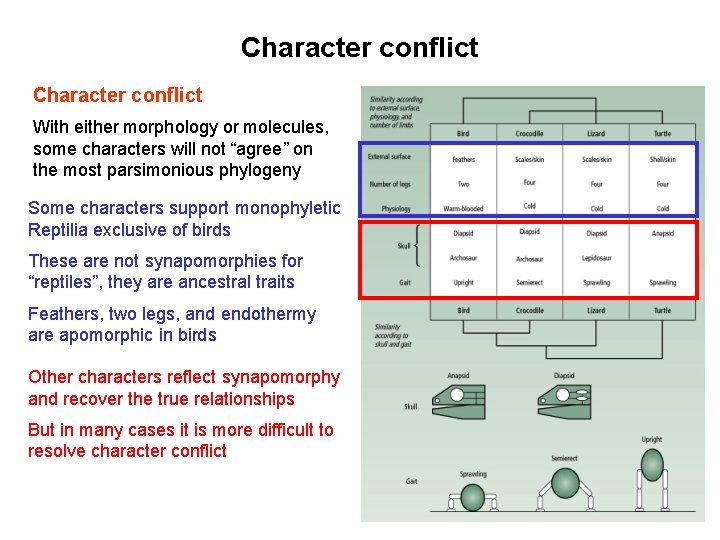 Character conflict With either morphology or molecules, some characters will not “agree” on the