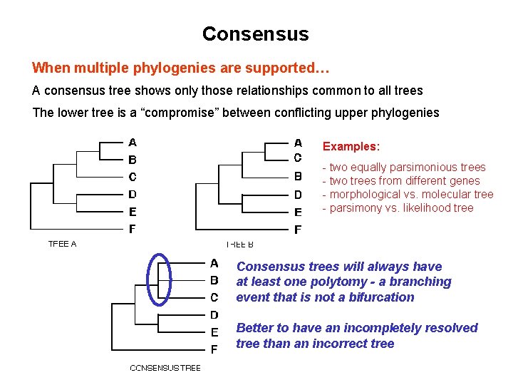 Consensus When multiple phylogenies are supported… A consensus tree shows only those relationships common