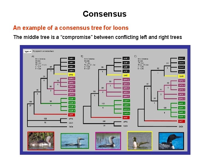 Consensus An example of a consensus tree for loons The middle tree is a