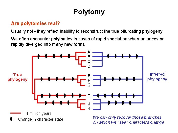 Polytomy Are polytomies real? Usually not - they reflect inability to reconstruct the true