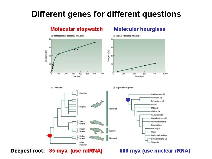 Different genes for different questions Molecular stopwatch Deepest root: 35 mya (use mt. RNA)