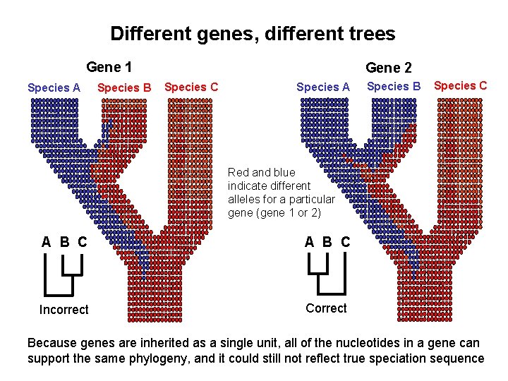 Different genes, different trees Gene 1 Species A Species B Gene 2 Species C
