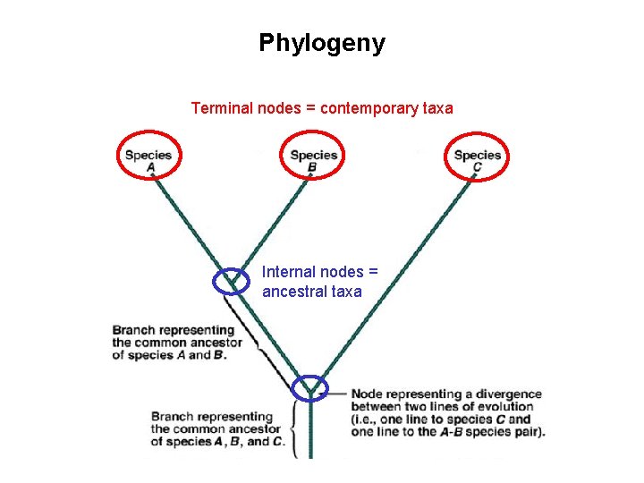 Phylogeny Terminal nodes = contemporary taxa Internal nodes = ancestral taxa 