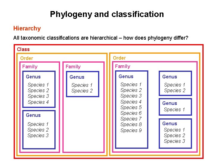 Phylogeny and classification Hierarchy All taxonomic classifications are hierarchical – how does phylogeny differ?