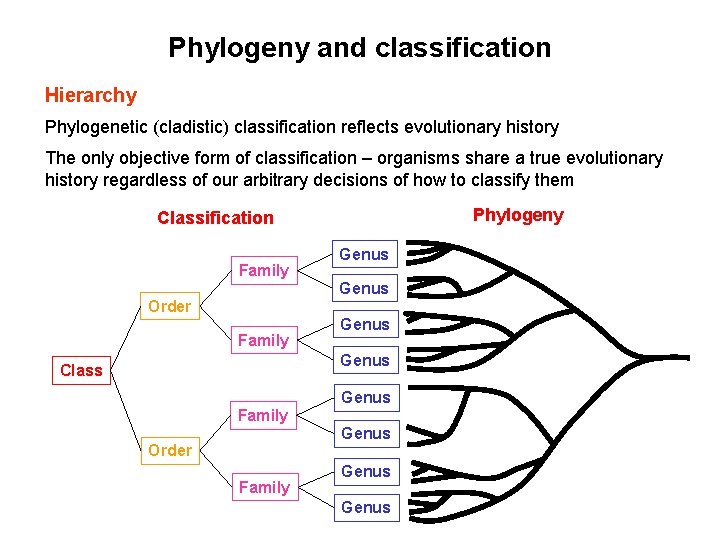 Phylogeny and classification Hierarchy Phylogenetic (cladistic) classification reflects evolutionary history The only objective form