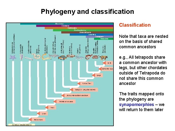 Phylogeny and classification Classification Note that taxa are nested on the basis of shared