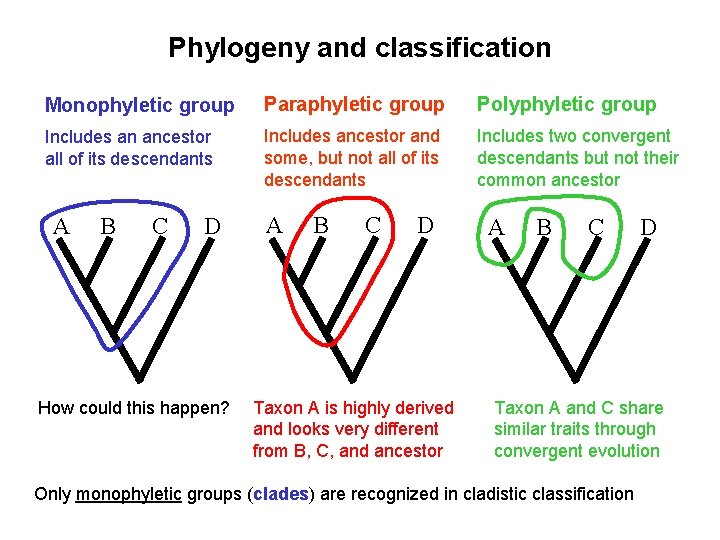 Phylogeny and classification Monophyletic group Paraphyletic group Polyphyletic group Includes an ancestor all of