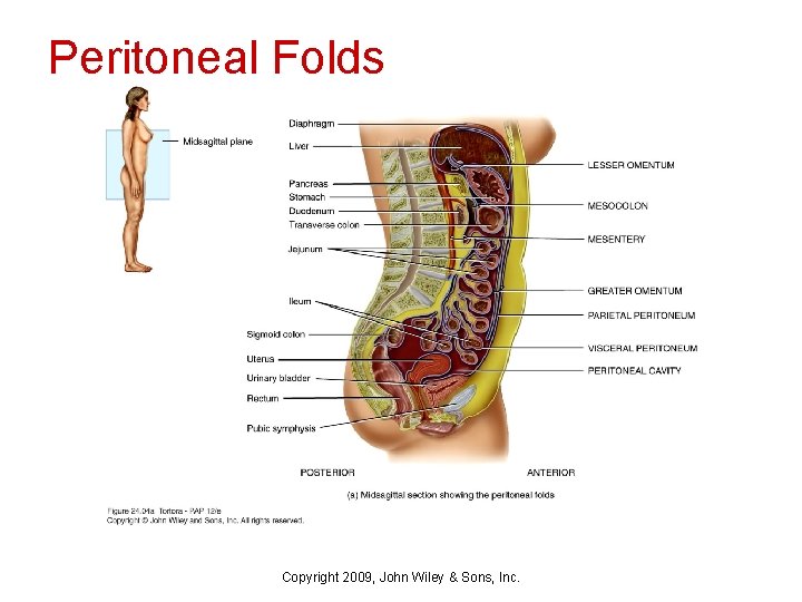 Peritoneal Folds Copyright 2009, John Wiley & Sons, Inc. 