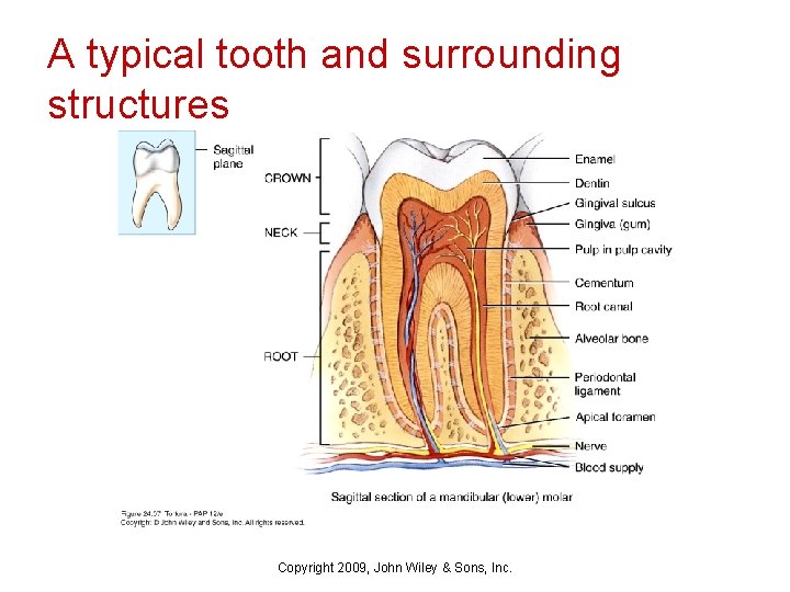 A typical tooth and surrounding structures Copyright 2009, John Wiley & Sons, Inc. 