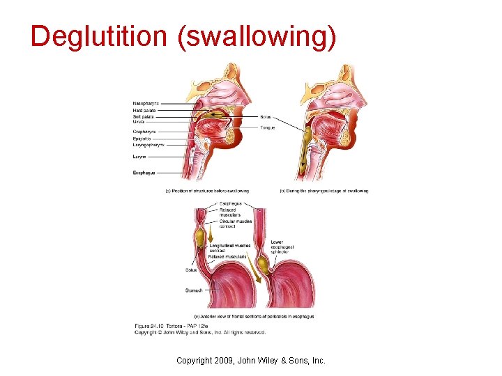 Deglutition (swallowing) Copyright 2009, John Wiley & Sons, Inc. 