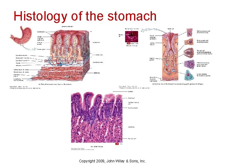 Histology of the stomach Copyright 2009, John Wiley & Sons, Inc. 