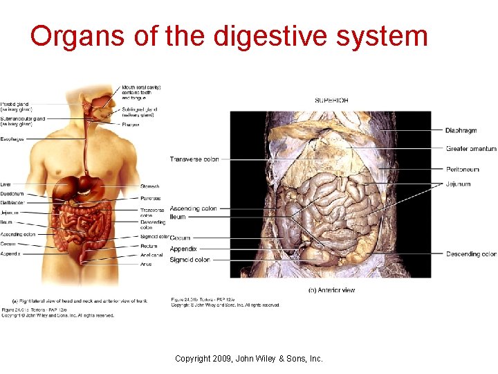 Organs of the digestive system Copyright 2009, John Wiley & Sons, Inc. 