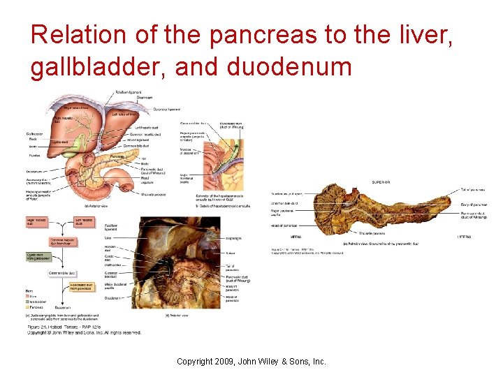 Relation of the pancreas to the liver, gallbladder, and duodenum Copyright 2009, John Wiley