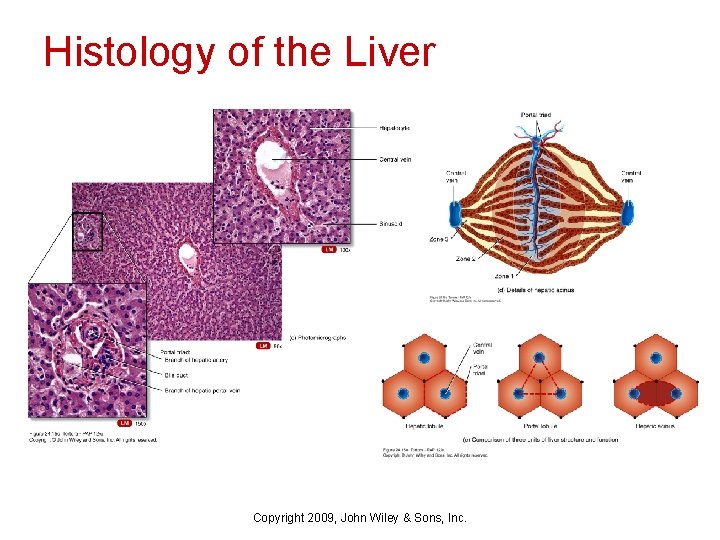 Histology of the Liver Copyright 2009, John Wiley & Sons, Inc. 