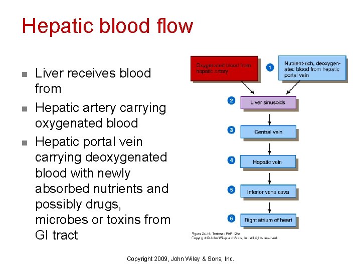 Hepatic blood flow n n n Liver receives blood from Hepatic artery carrying oxygenated