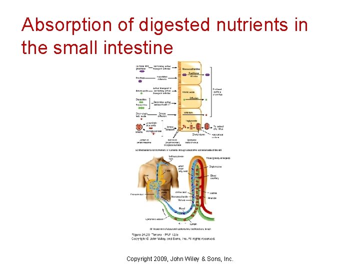 Absorption of digested nutrients in the small intestine Copyright 2009, John Wiley & Sons,