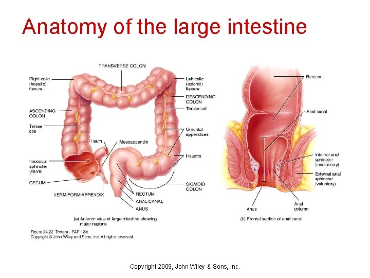 Anatomy of the large intestine Copyright 2009, John Wiley & Sons, Inc. 