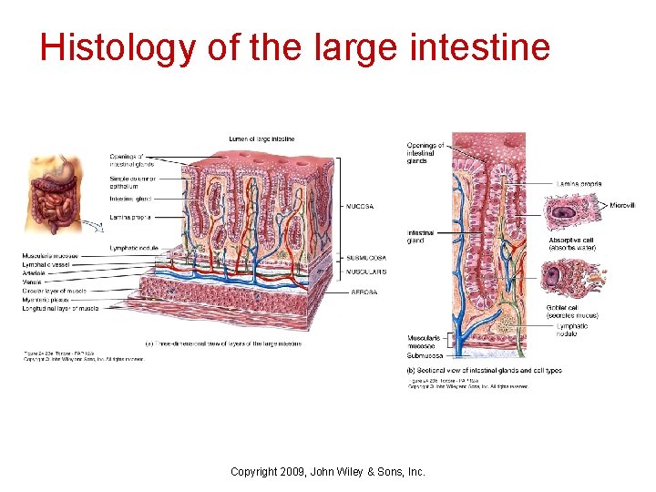 Histology of the large intestine Copyright 2009, John Wiley & Sons, Inc. 