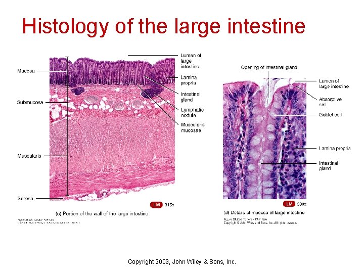 Histology of the large intestine Copyright 2009, John Wiley & Sons, Inc. 