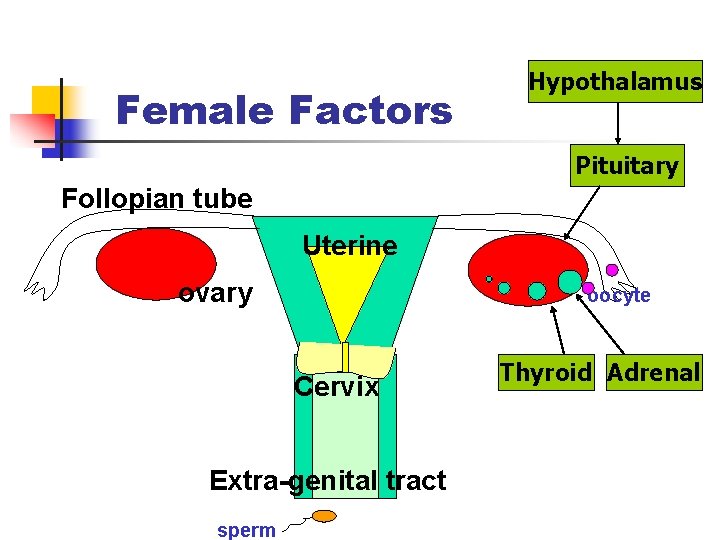 Female Factors Hypothalamus Pituitary Follopian tube Uterine ovary oocyte Cervix Extra-genital tract sperm Thyroid