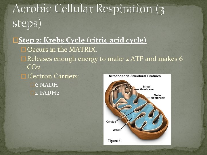 Aerobic Cellular Respiration (3 steps) �Step 2: Krebs Cycle (citric acid cycle) � Occurs Aerobic Cellular Respiration (3 steps) �Step 2: Krebs Cycle (citric acid cycle) � Occurs