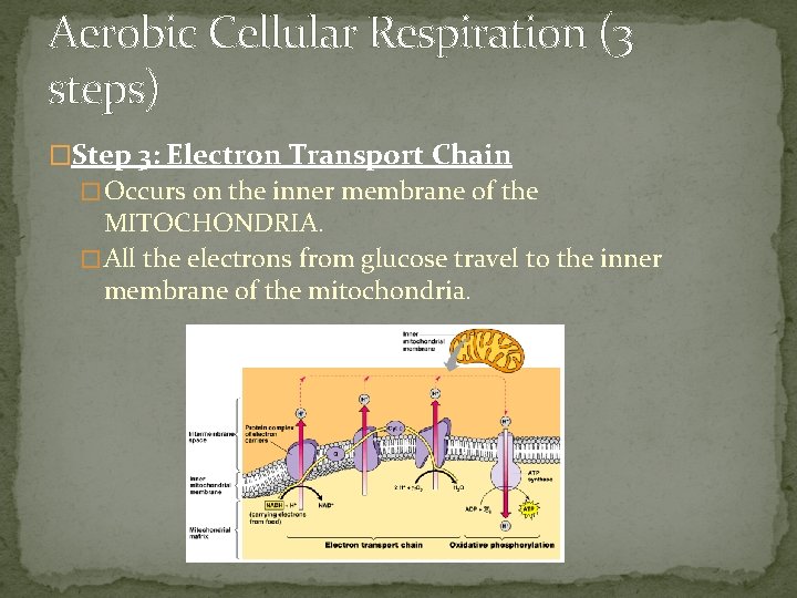 Aerobic Cellular Respiration (3 steps) �Step 3: Electron Transport Chain � Occurs on the Aerobic Cellular Respiration (3 steps) �Step 3: Electron Transport Chain � Occurs on the