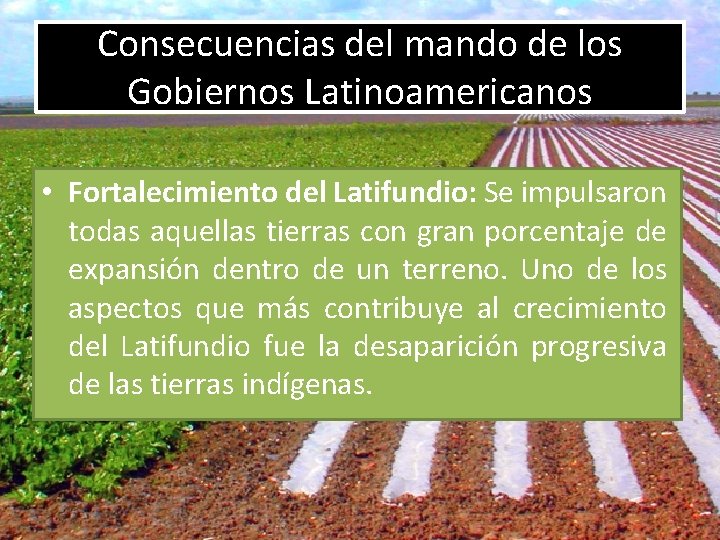 Consecuencias del mando de los Gobiernos Latinoamericanos • Fortalecimiento del Latifundio: Se impulsaron todas
