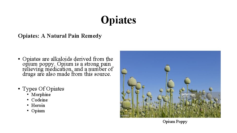 Opiates: A Natural Pain Remedy • Opiates are alkaloids derived from the opium poppy.