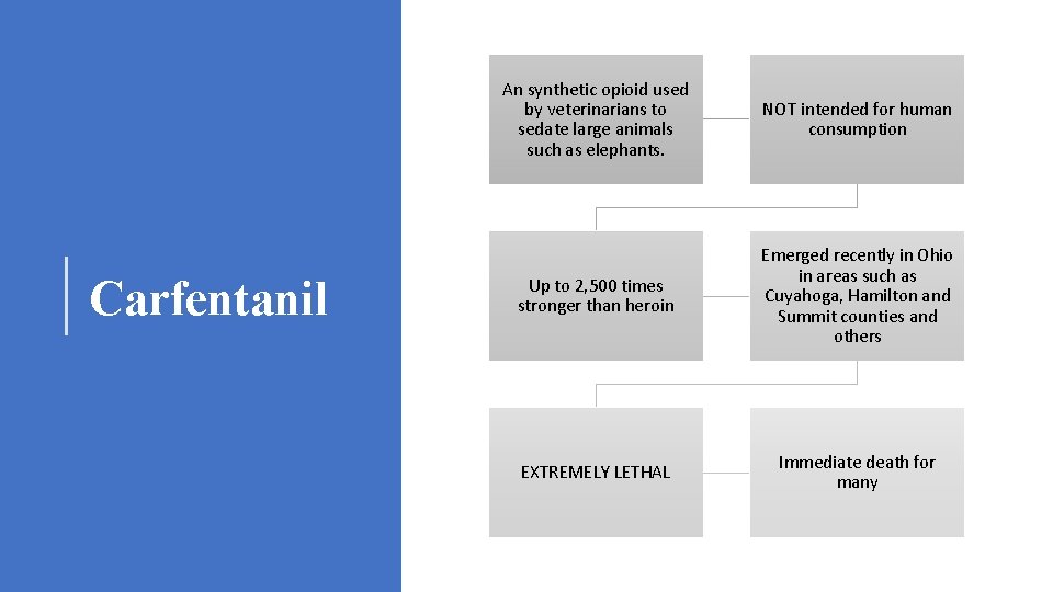 Carfentanil An synthetic opioid used by veterinarians to sedate large animals such as elephants.