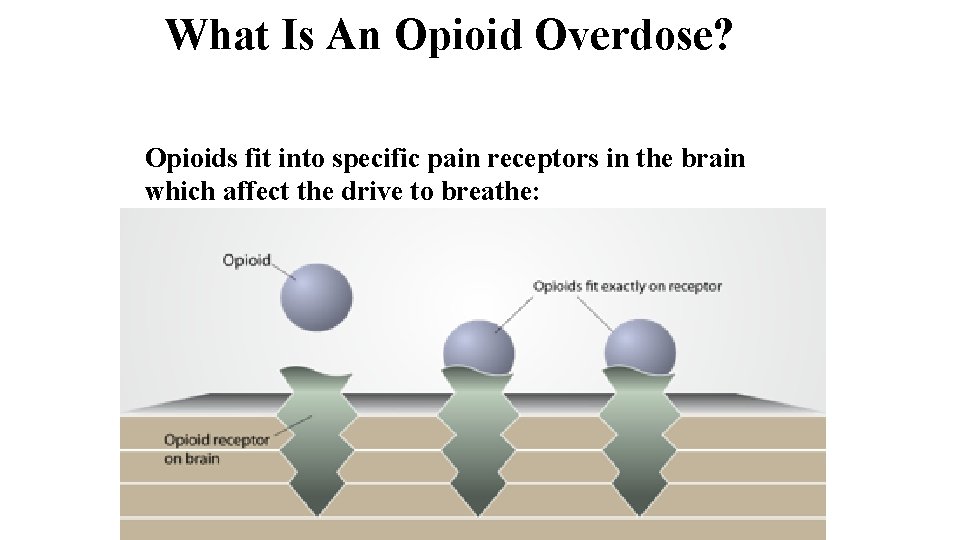 What Is An Opioid Overdose? Opioids fit into specific pain receptors in the brain