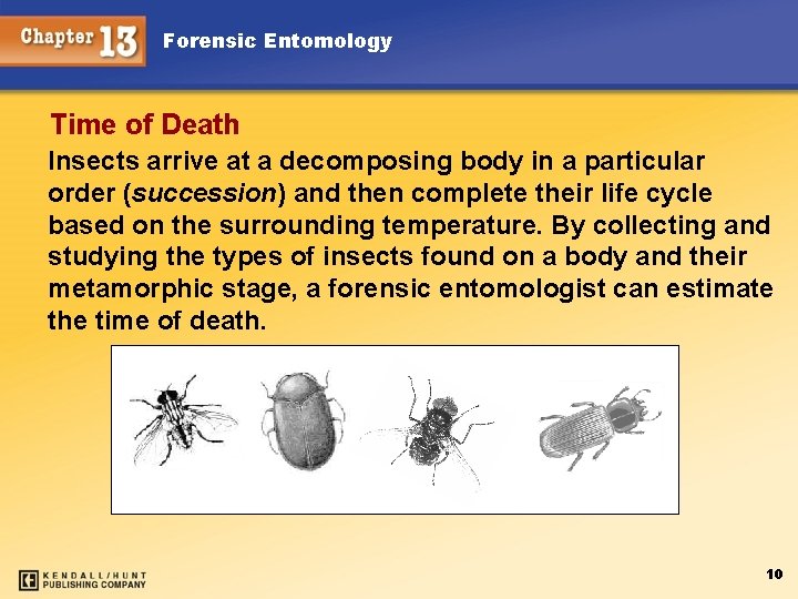 Forensic Entomology Time of Death Insects arrive at a decomposing body in a particular