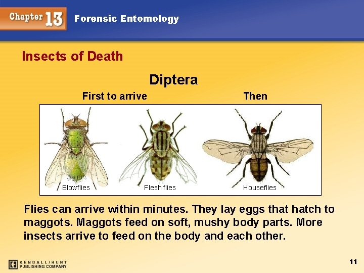 Forensic Entomology Insects of Death Diptera First to arrive Blowflies Flesh flies Then Houseflies