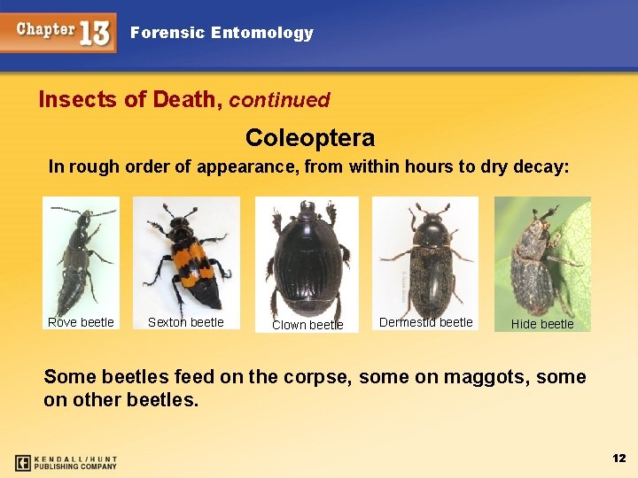 Forensic Entomology Insects of Death, continued Coleoptera In rough order of appearance, from within