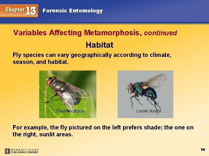 Forensic Entomology Variables Affecting Metamorphosis, continued Habitat Fly species can vary geographically according to