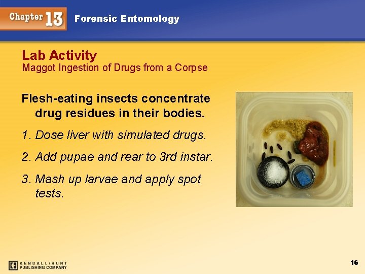 Forensic Entomology Lab Activity Maggot Ingestion of Drugs from a Corpse Flesh-eating insects concentrate