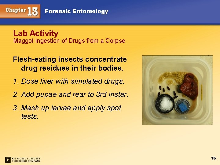 Forensic Entomology Lab Activity Maggot Ingestion of Drugs from a Corpse Flesh-eating insects concentrate Forensic Entomology Lab Activity Maggot Ingestion of Drugs from a Corpse Flesh-eating insects concentrate