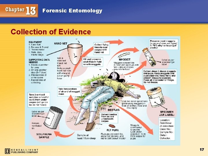 Forensic Entomology Collection of Evidence 17 
