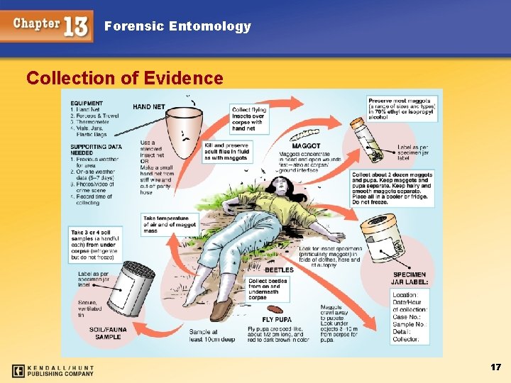 Forensic Entomology Collection of Evidence 17 Forensic Entomology Collection of Evidence 17