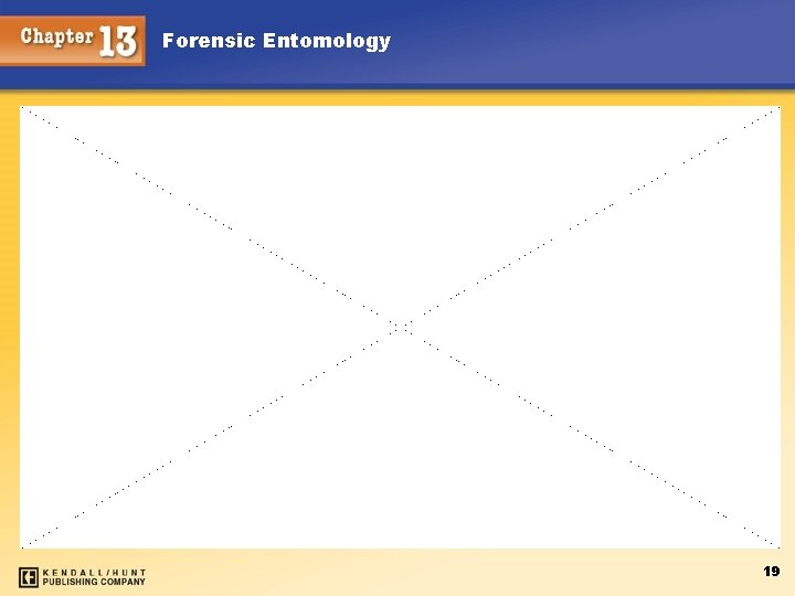 Forensic Entomology 19 Forensic Entomology 19