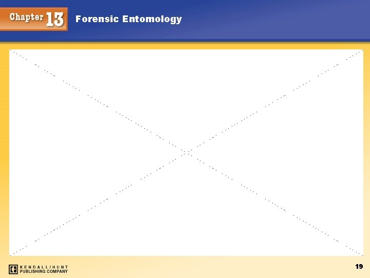 Forensic Entomology 19 