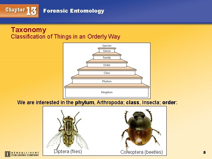 Forensic Entomology Taxonomy Classification of Things in an Orderly Way We are interested in Forensic Entomology Taxonomy Classification of Things in an Orderly Way We are interested in