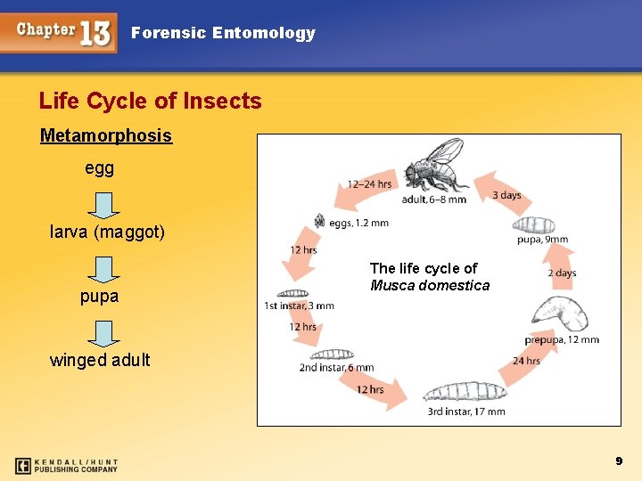 Forensic Entomology Life Cycle of Insects Metamorphosis egg larva (maggot) pupa The life cycle