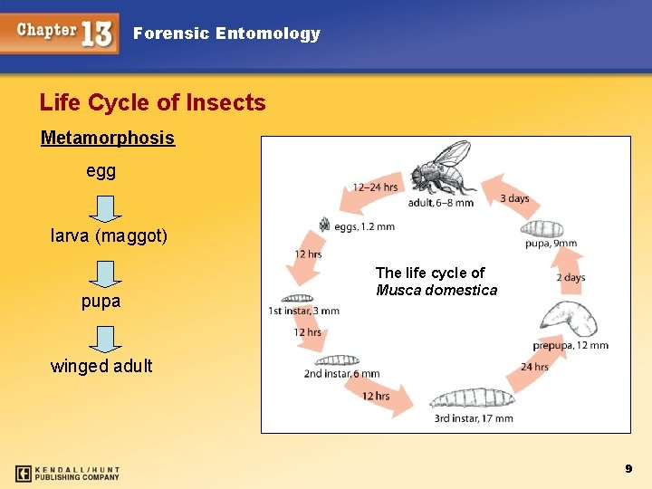Forensic Entomology Life Cycle of Insects Metamorphosis egg larva (maggot) pupa The life cycle Forensic Entomology Life Cycle of Insects Metamorphosis egg larva (maggot) pupa The life cycle