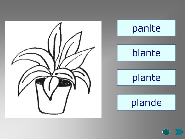panlte blante plande 