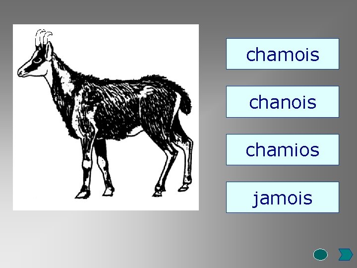 chamois chanois chamios jamois 