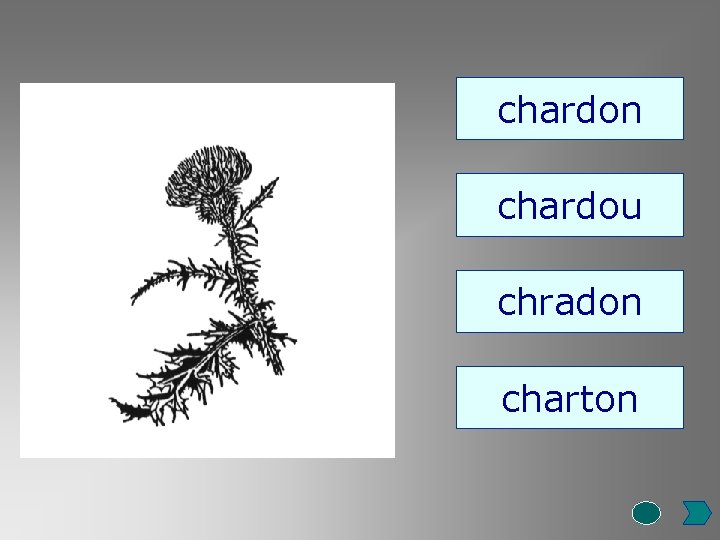 chardon chardou chradon charton 