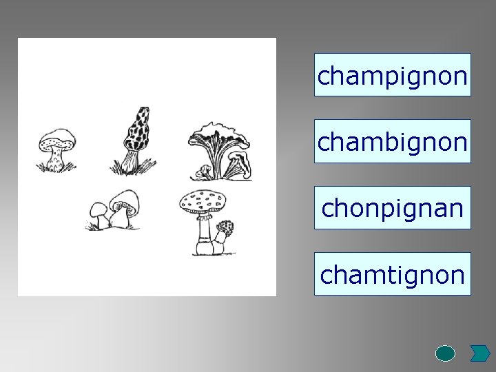 champignon chambignon chonpignan chamtignon 